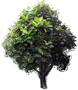Breadfruit